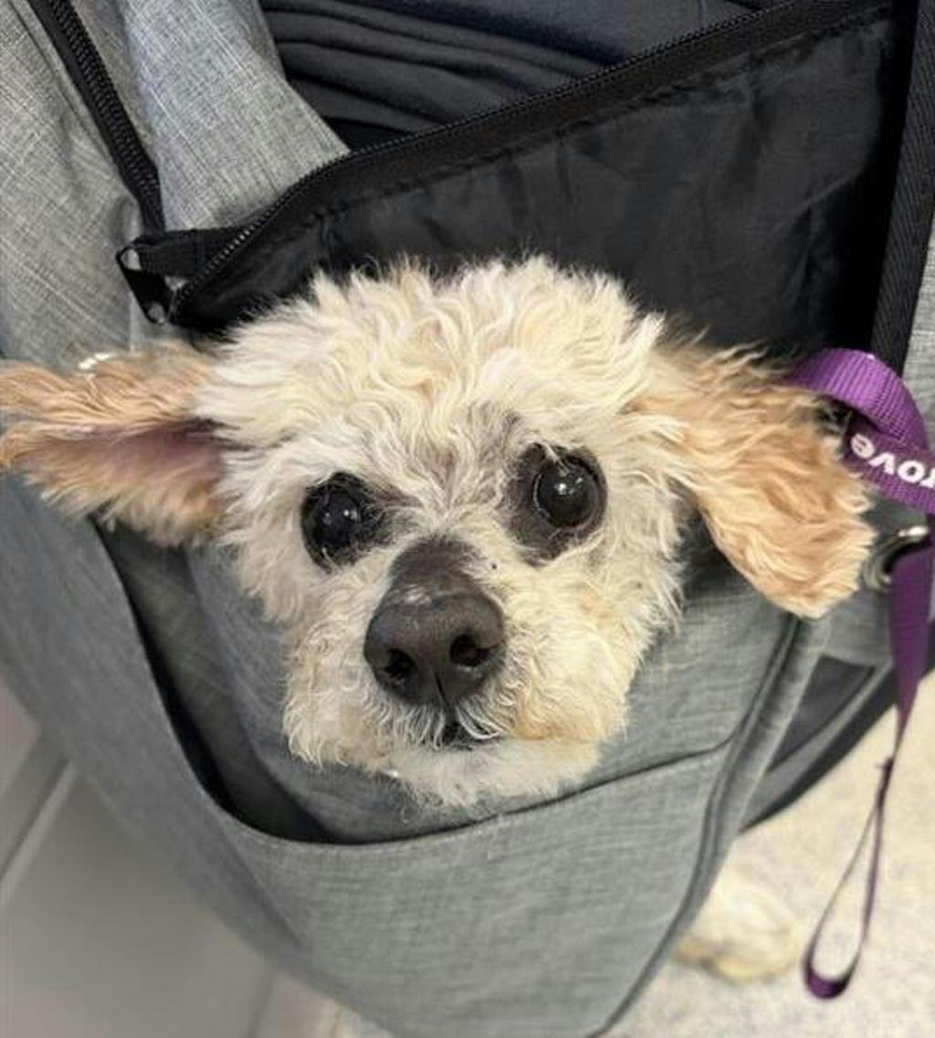 Toto