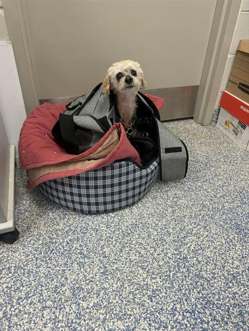 Toto Image