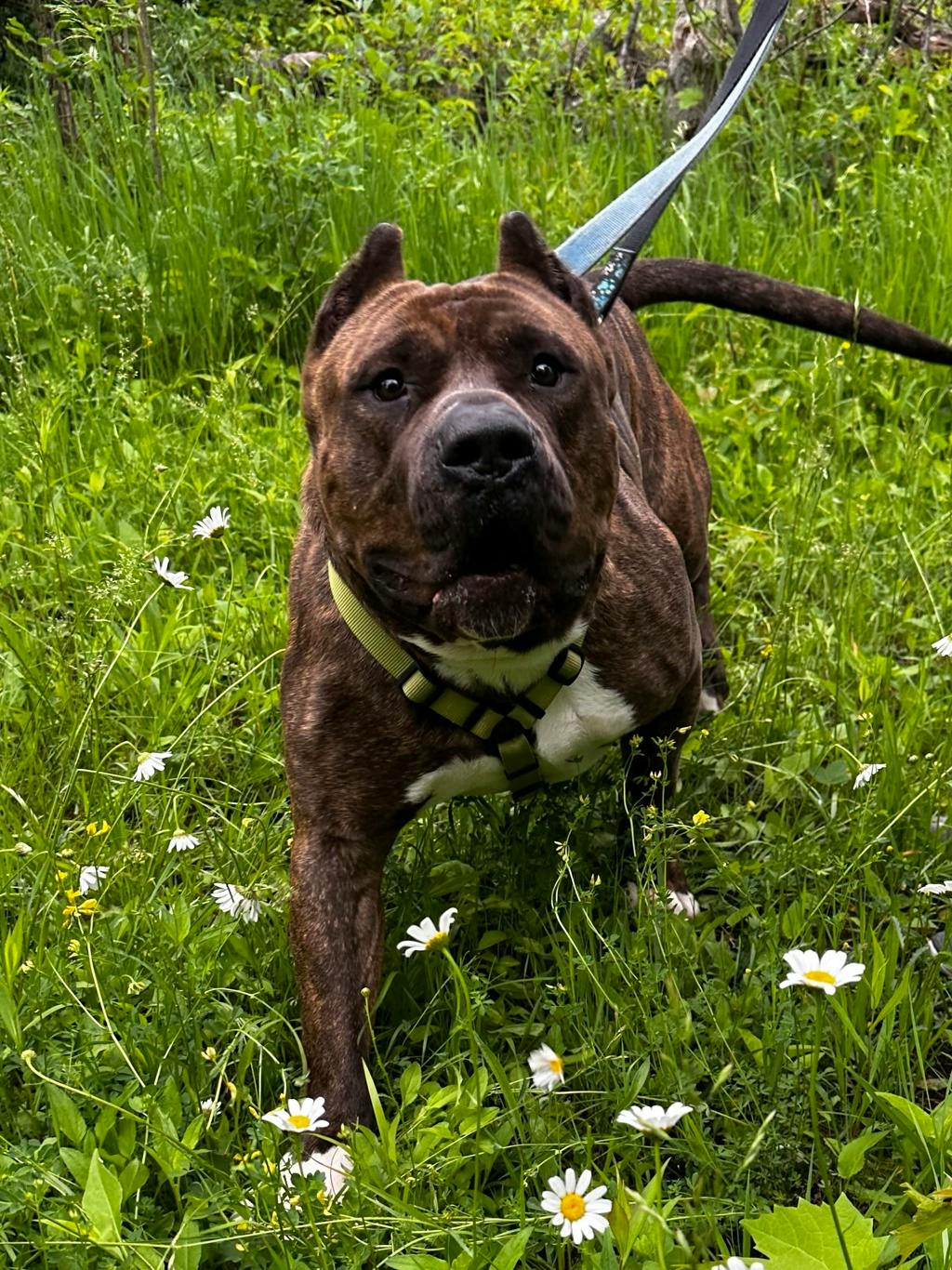 Oscar