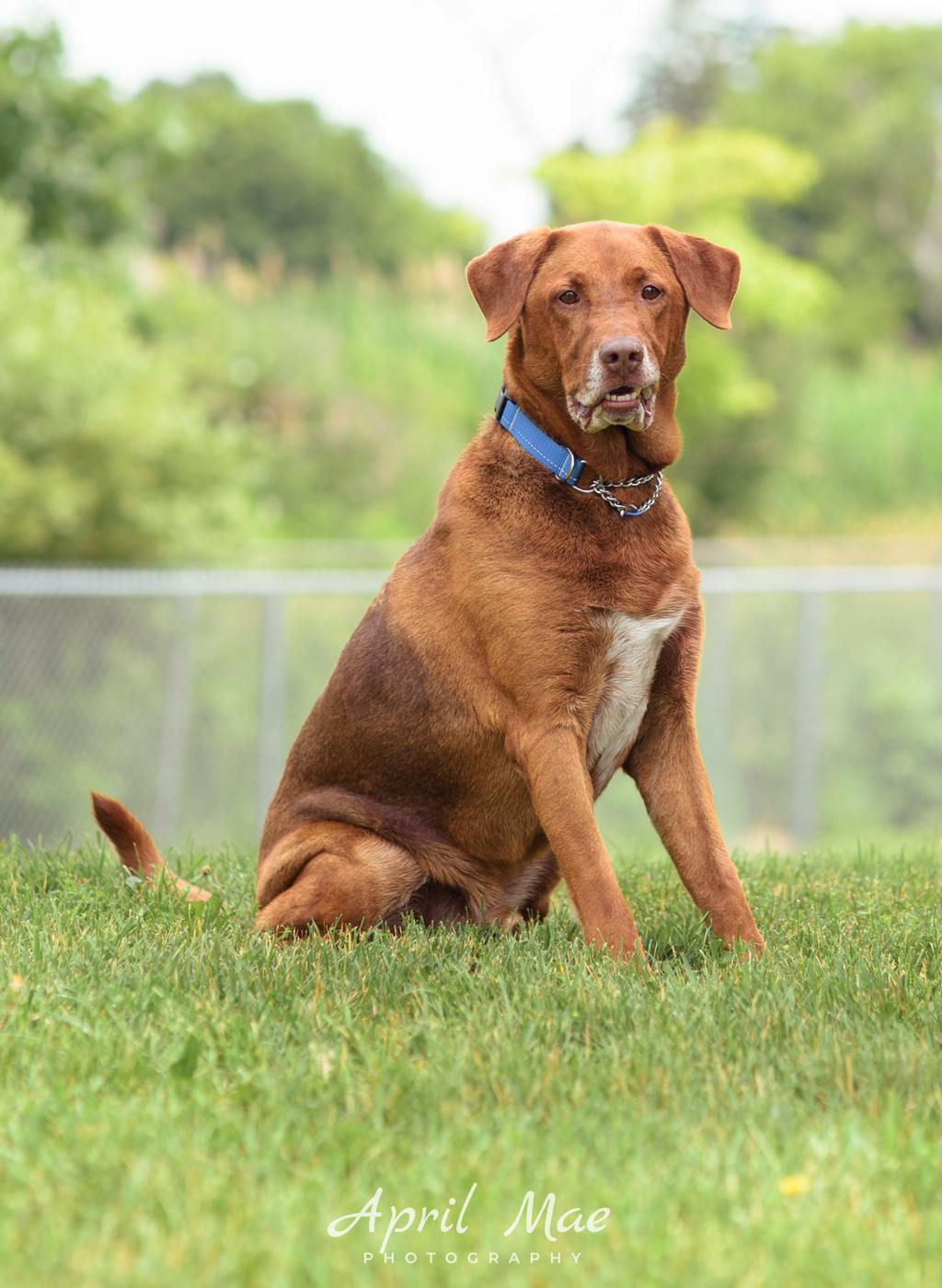 Labrador Retriever