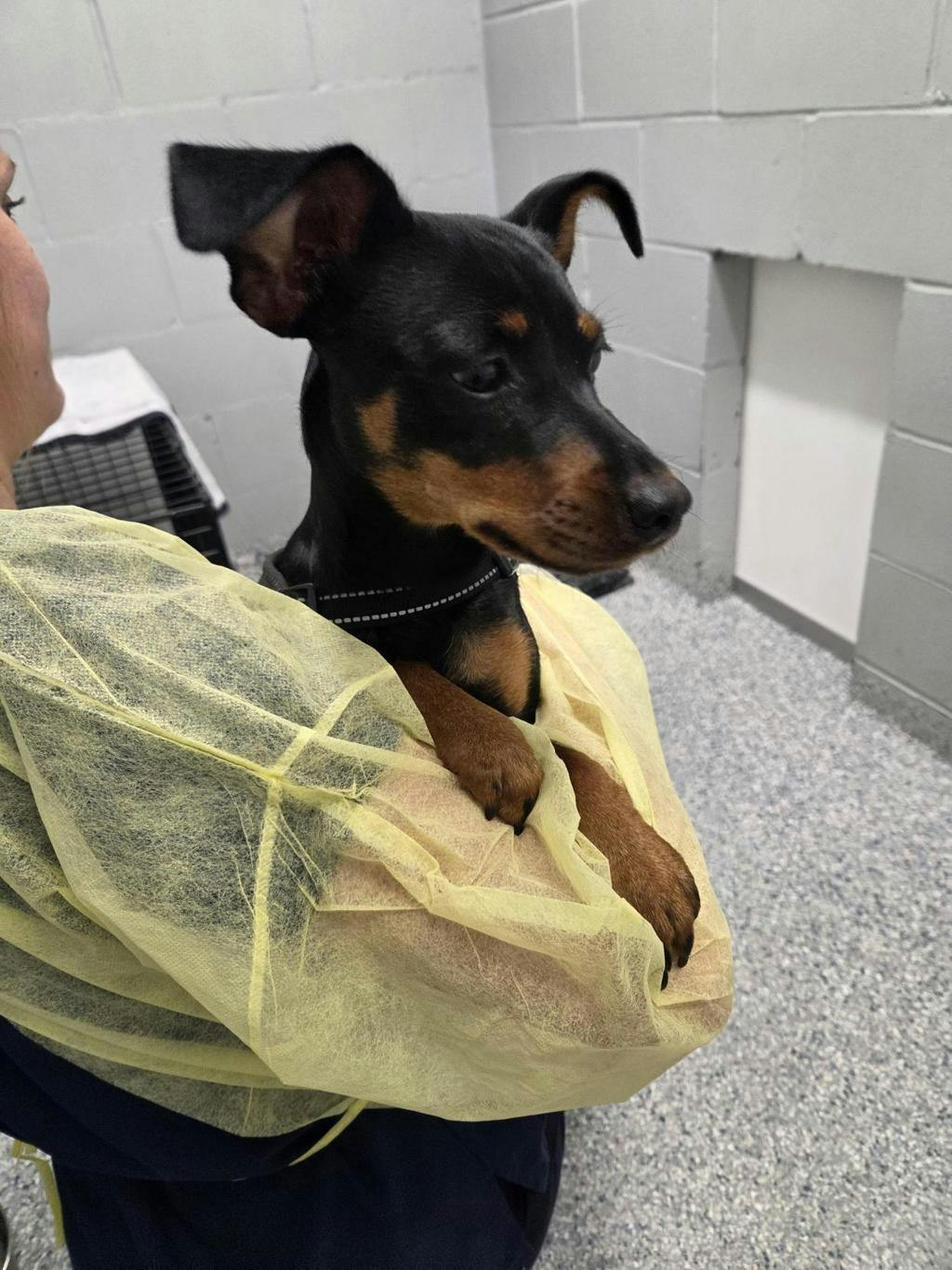 Mini Pinscher