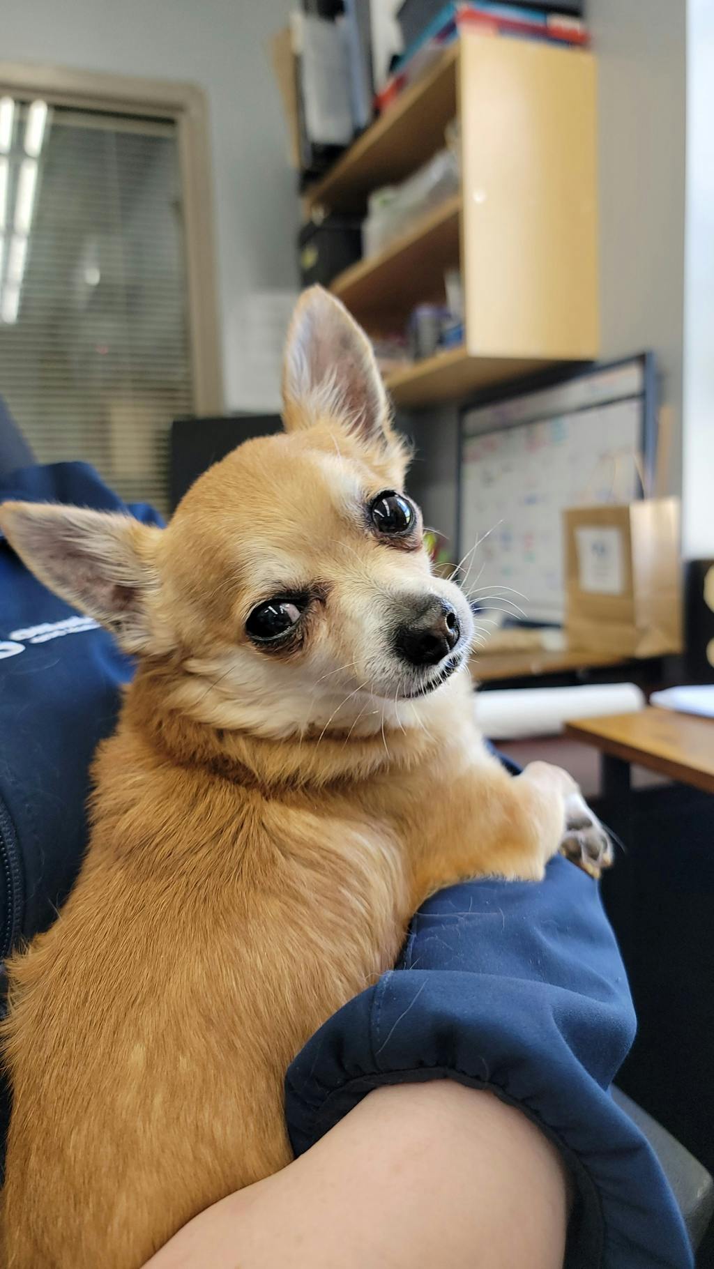 Chihuahua