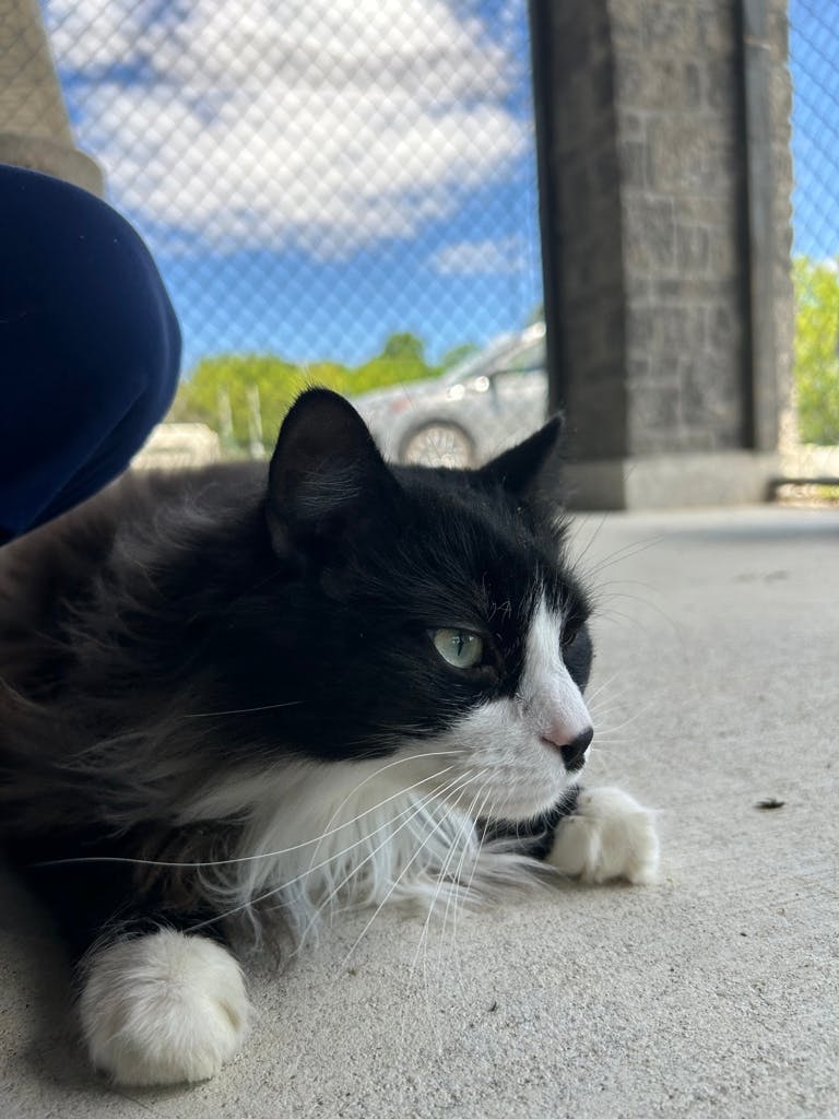 Oreo Image