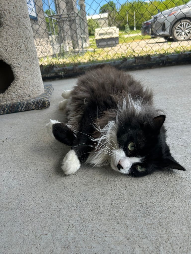 Oreo Image