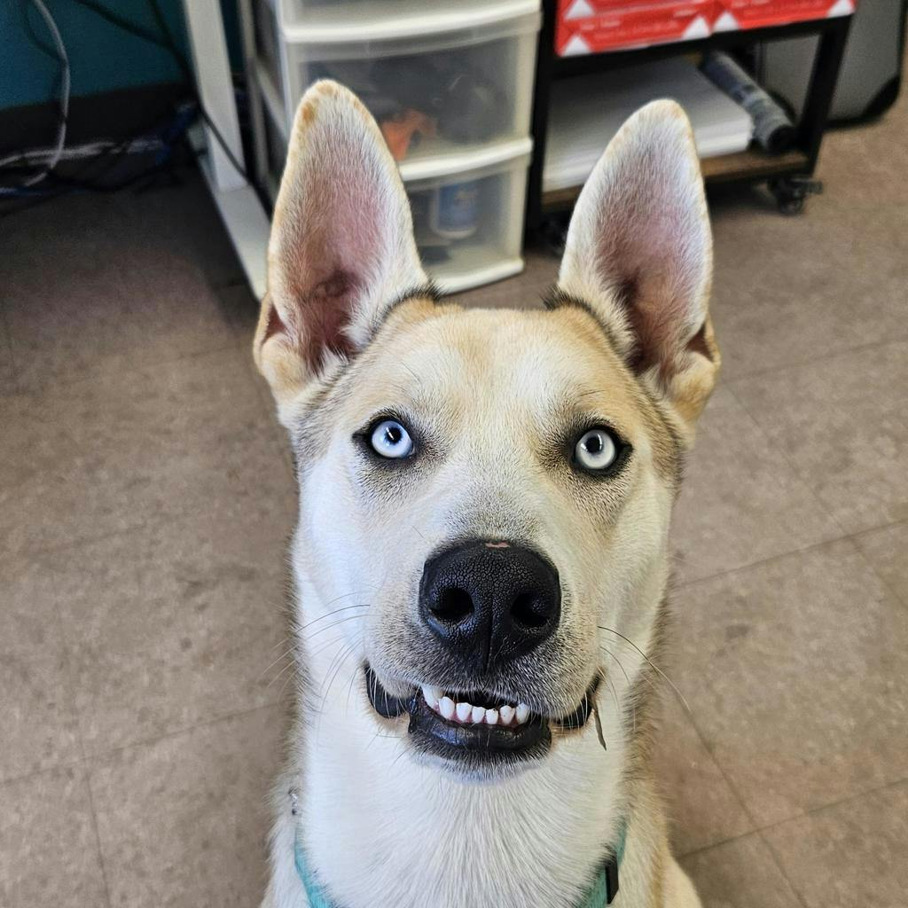 Siberian Husky
