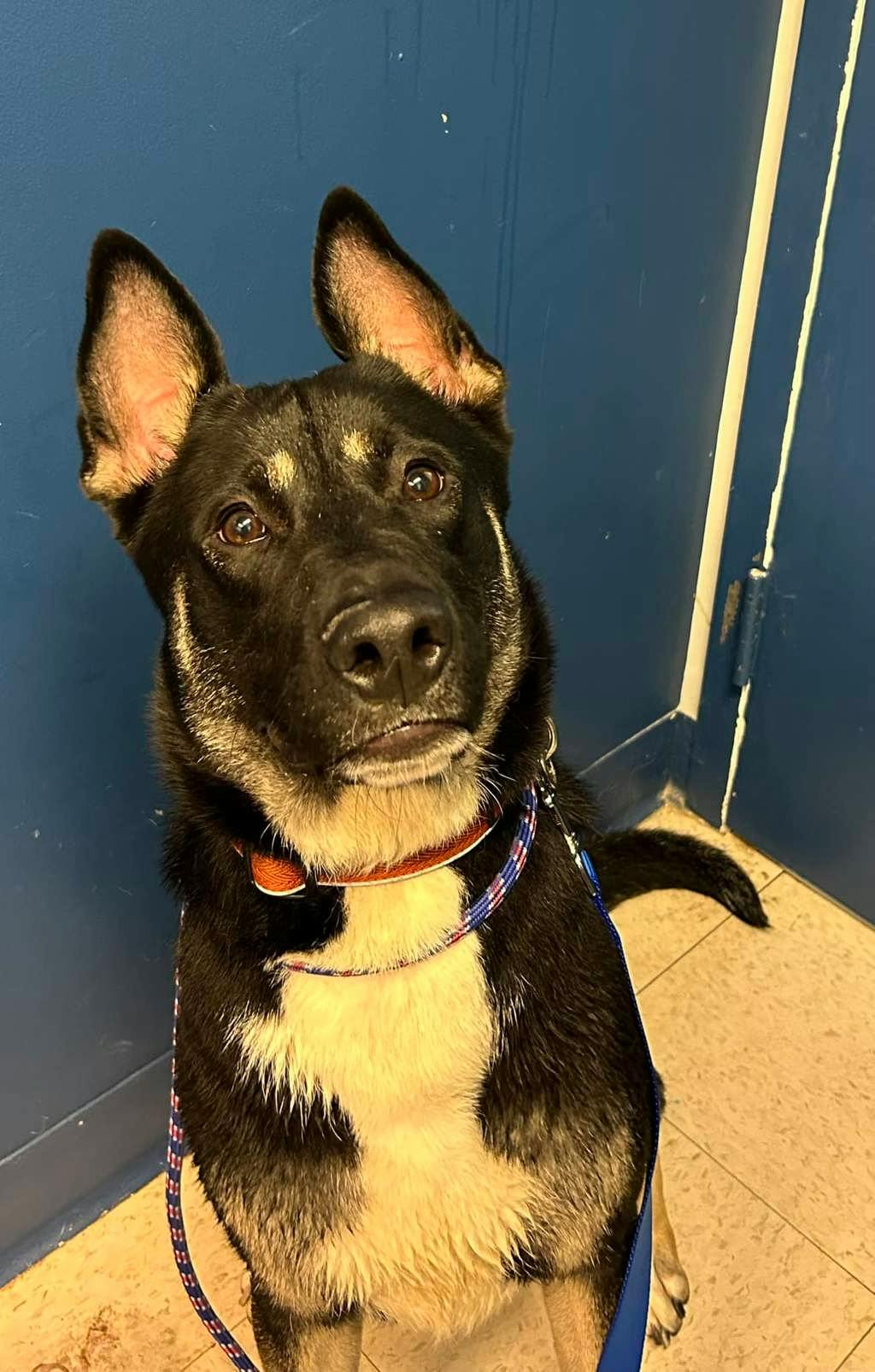 German Shepherd