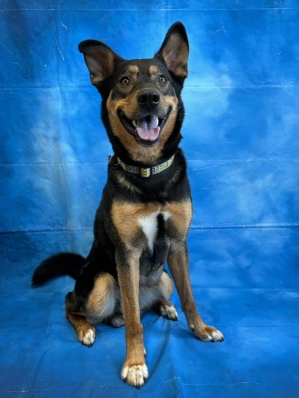 German Shepherd
