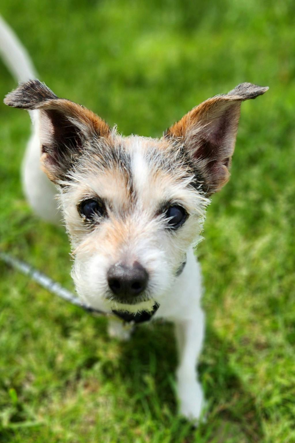 Odie Image
