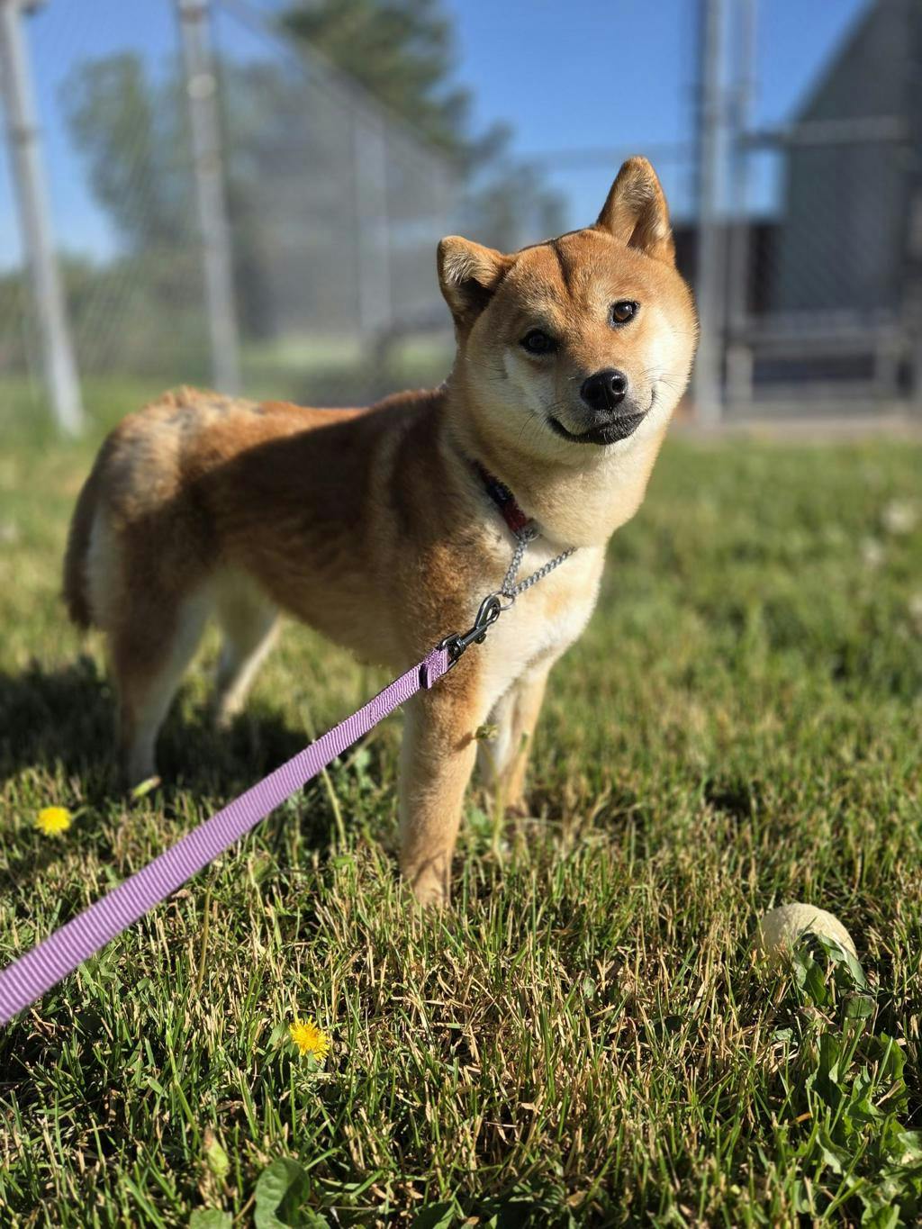 Shiba Inu