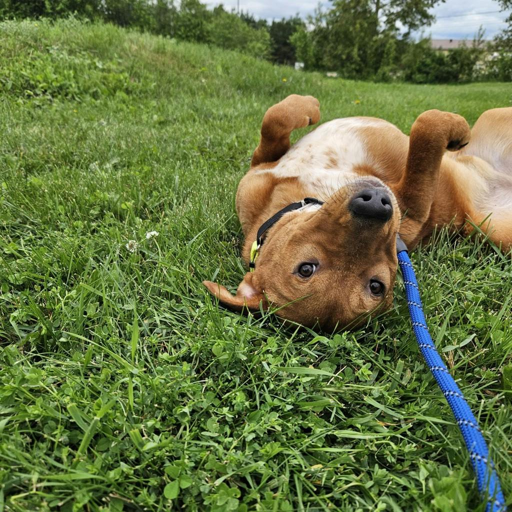 Australian Cattledog