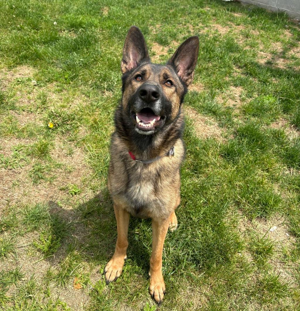 German Shepherd
