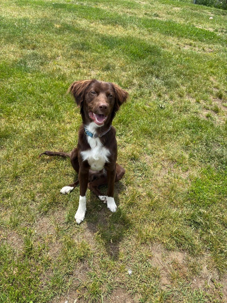 English Springer Spaniel