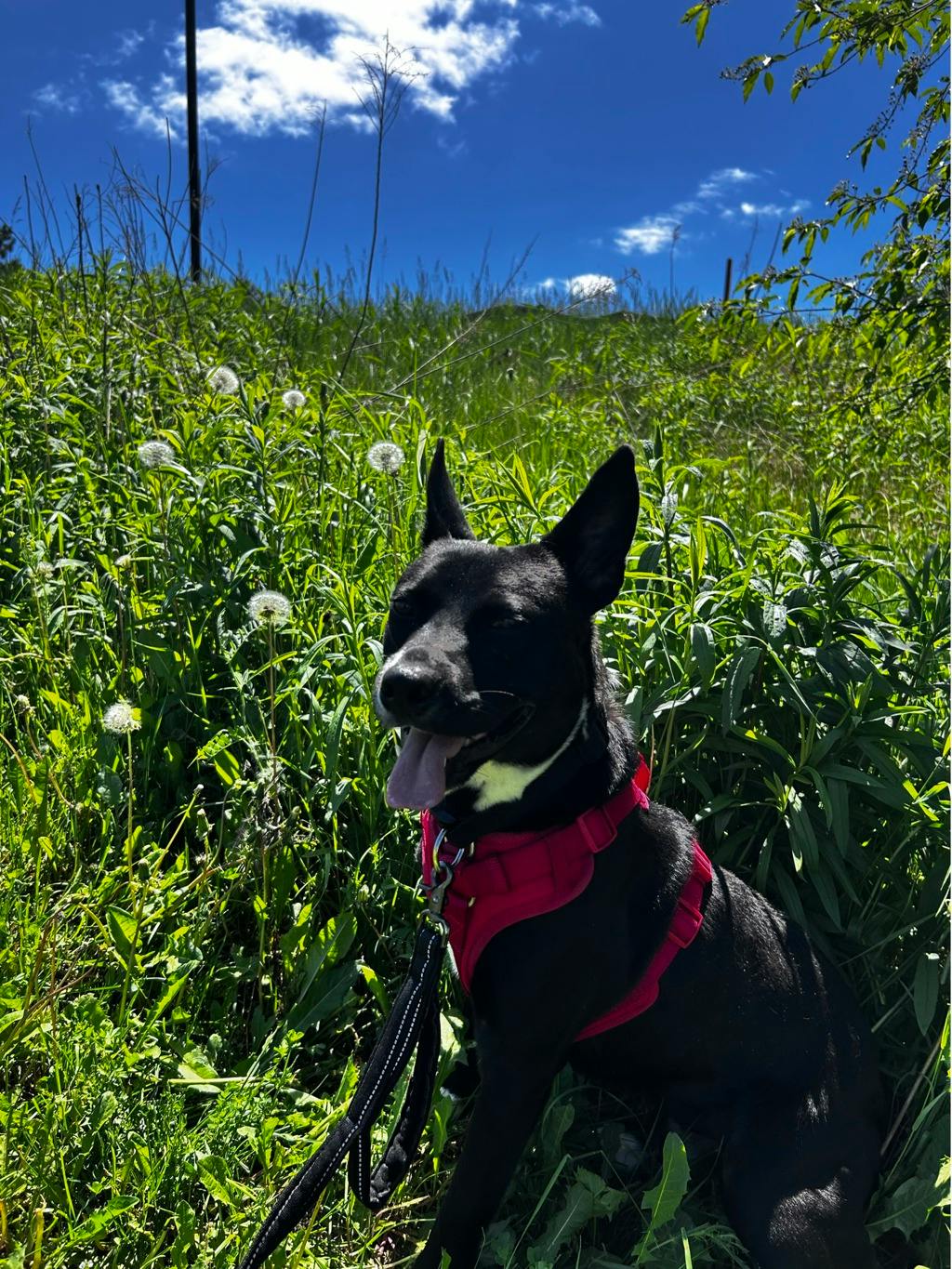 Baloo