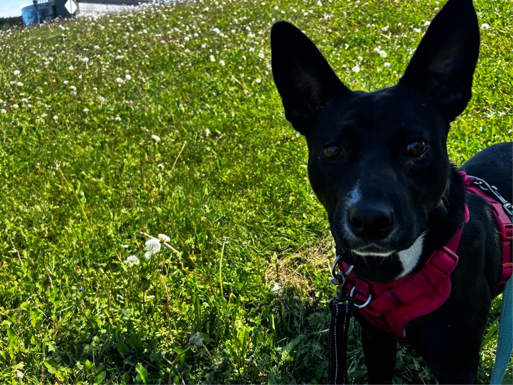 Baloo Image