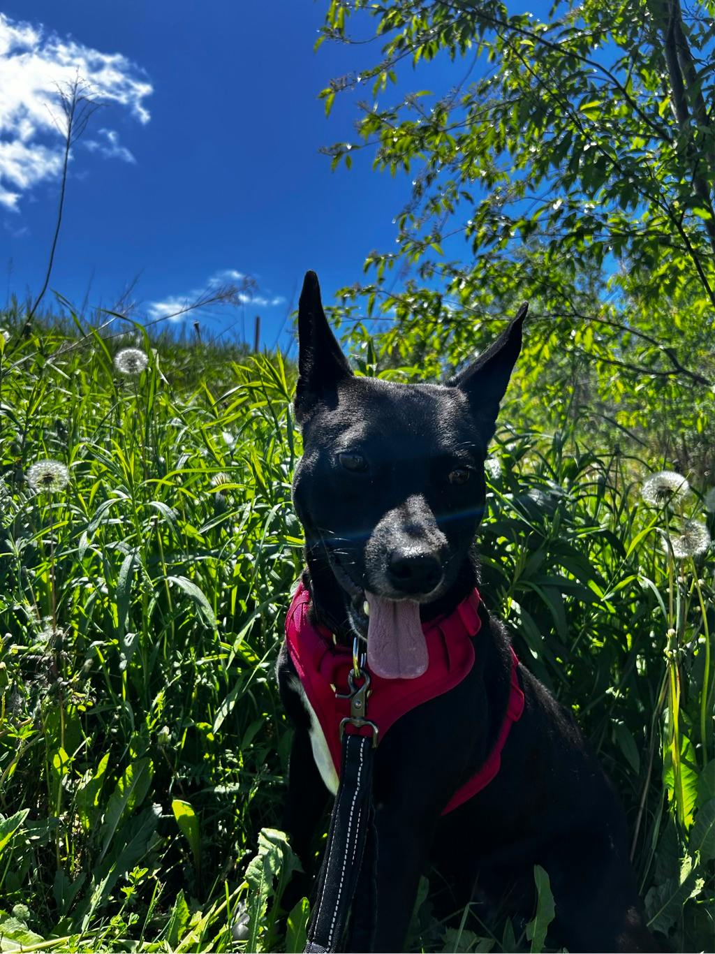 Baloo Image