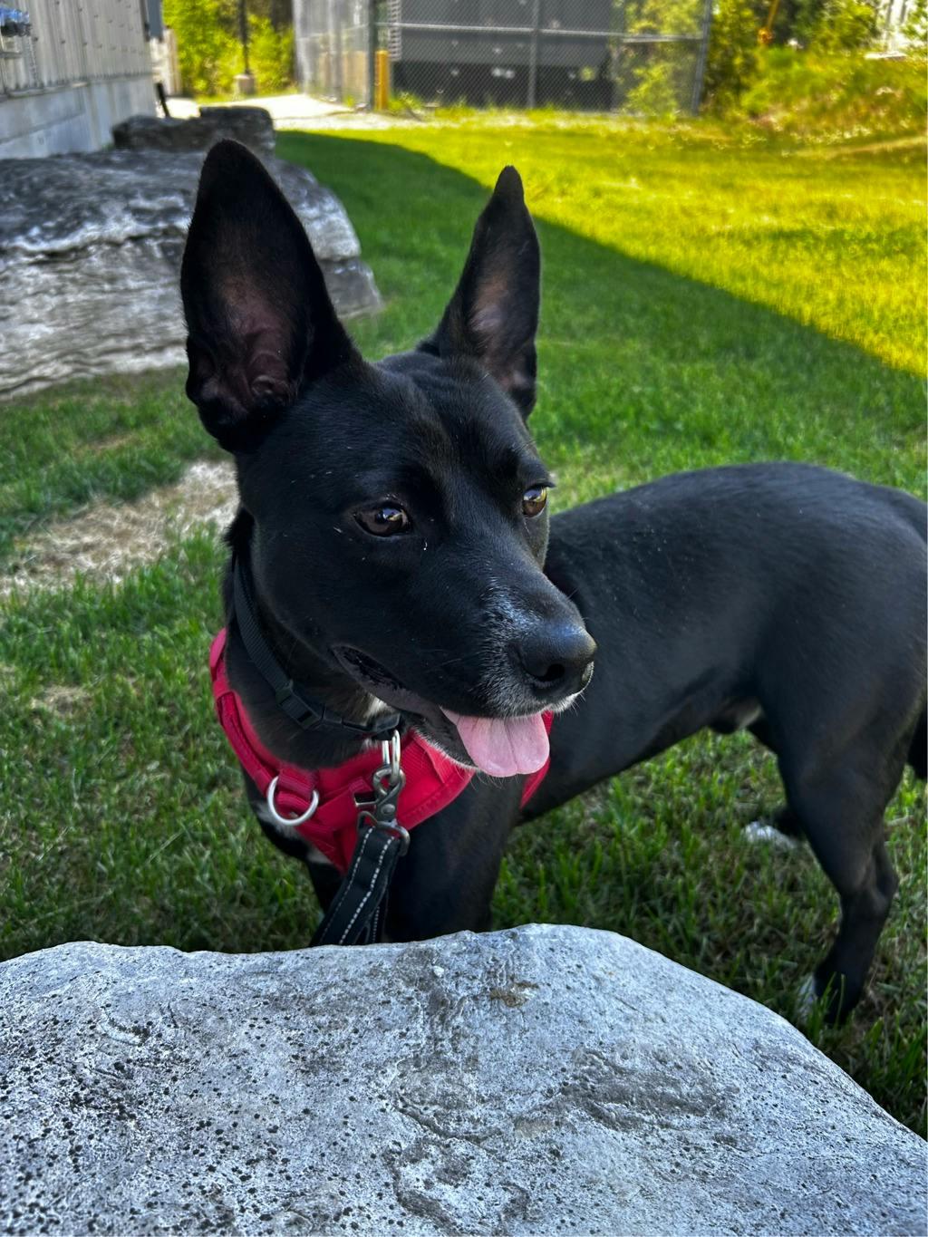 Baloo Image