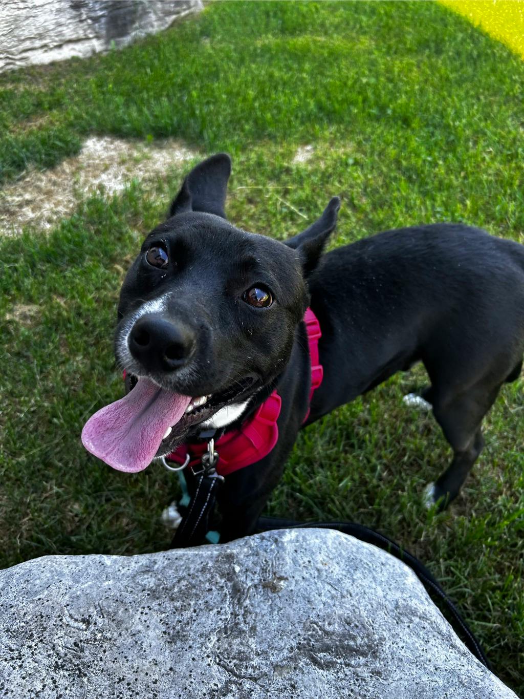 Baloo Image