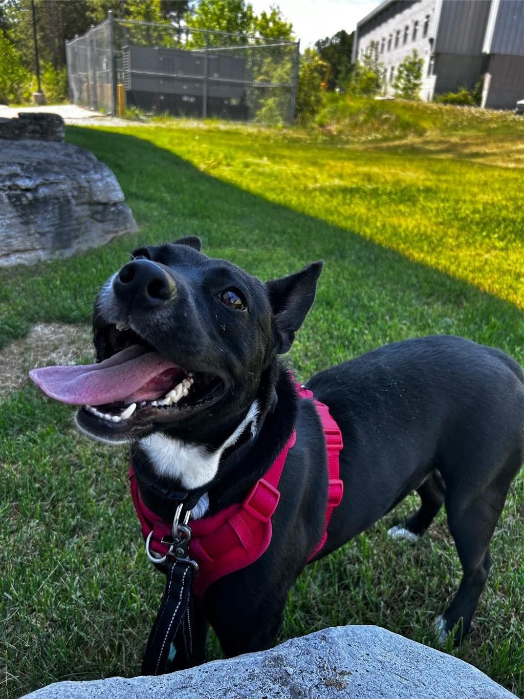 Baloo Image