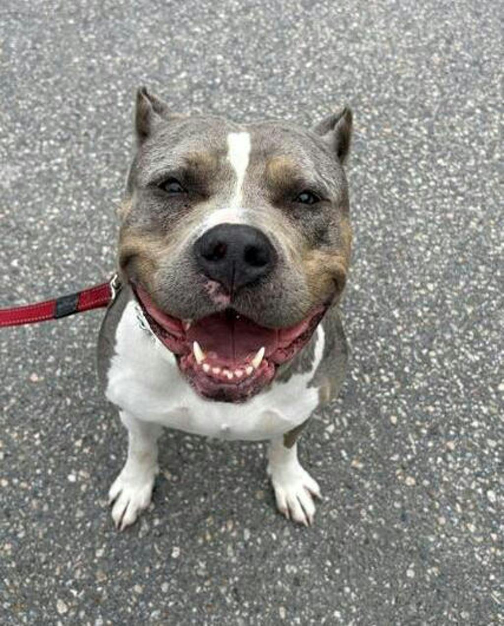 Bulldog