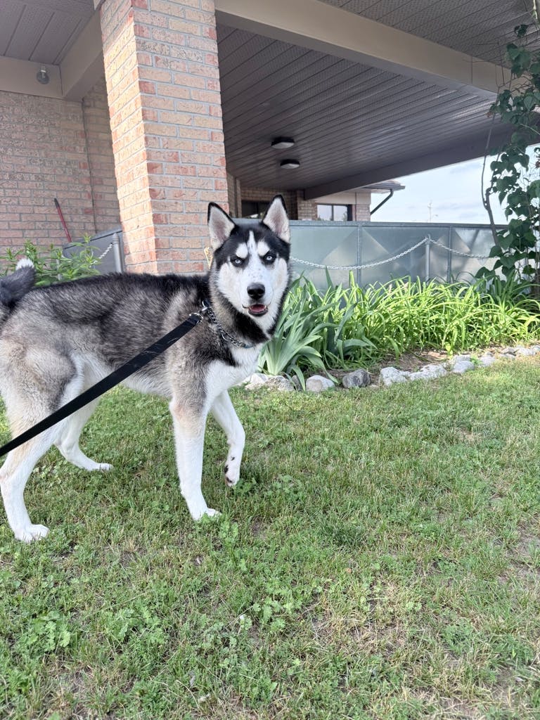 Siberian Husky
