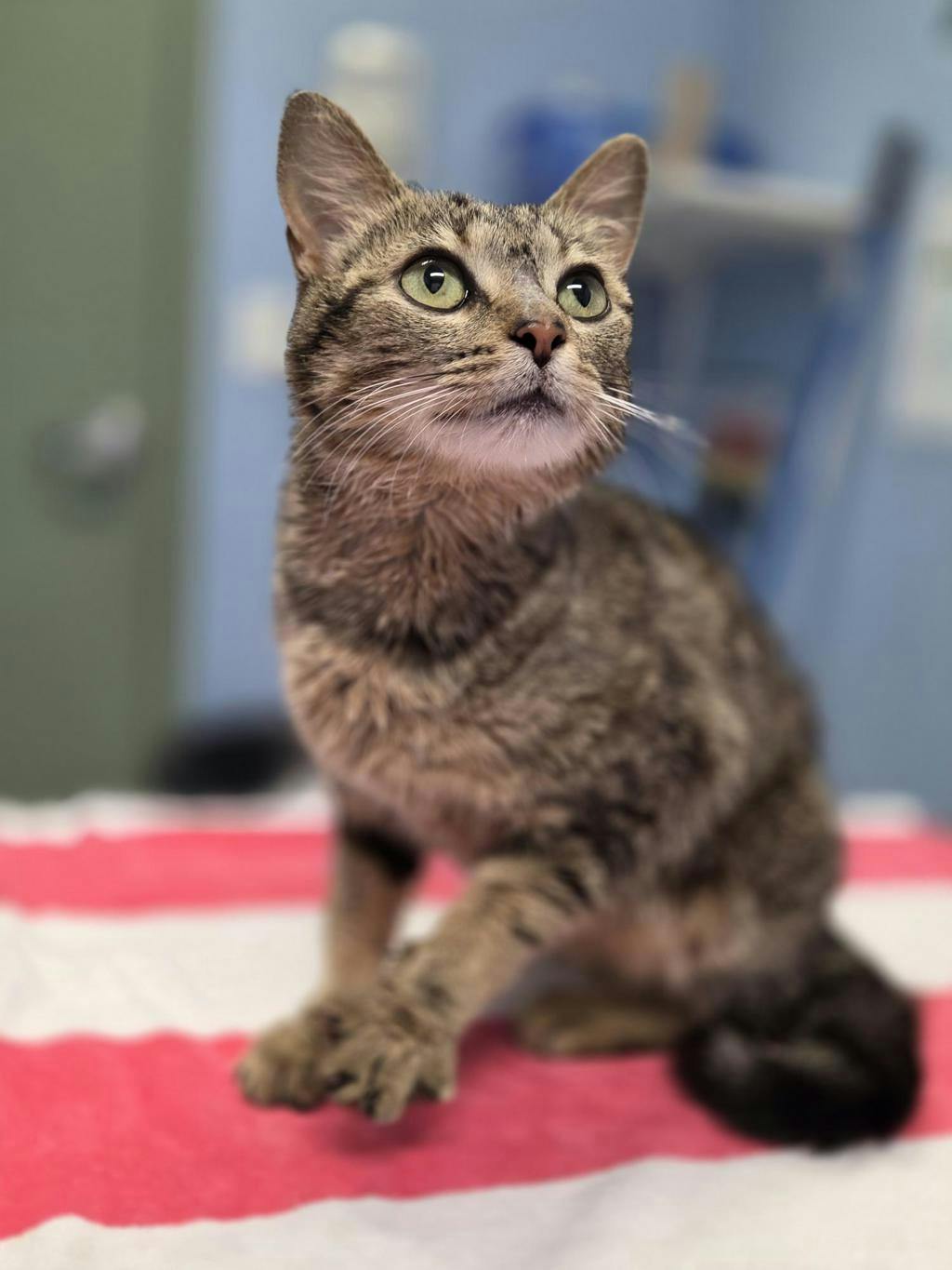 Trixie Image