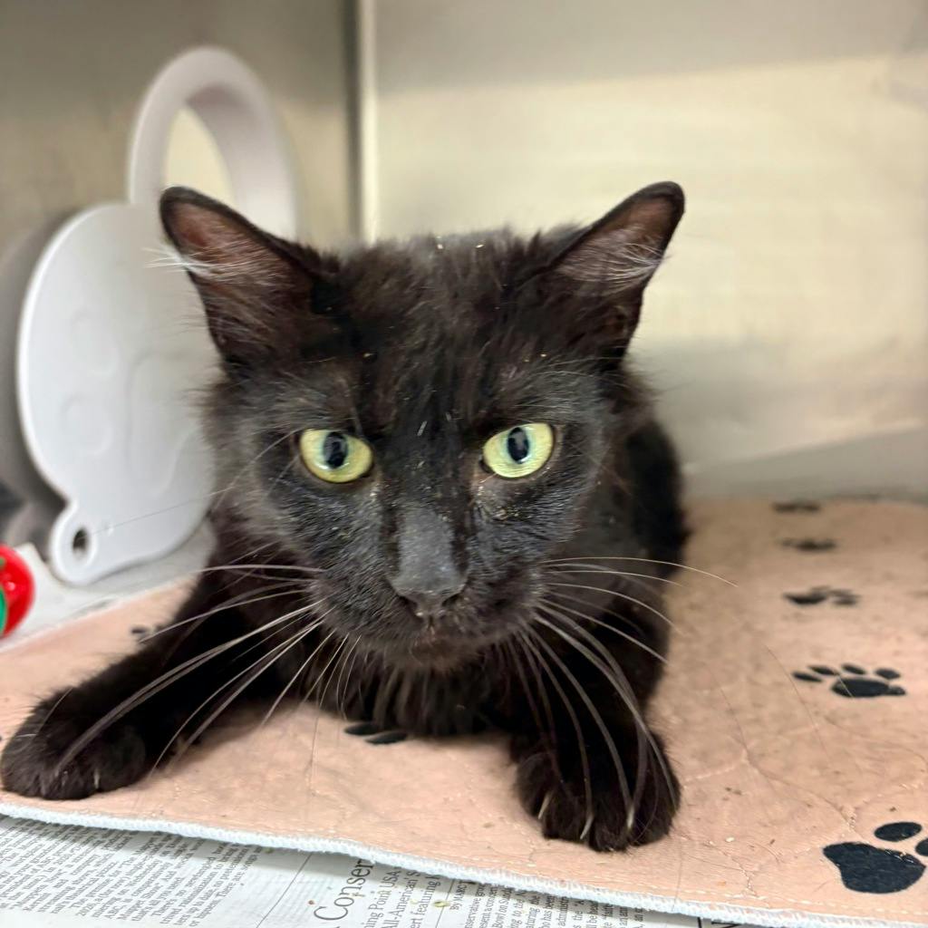 Cheesecake, a 2 years and 3 months old Black Female Domestic Longhair Cat