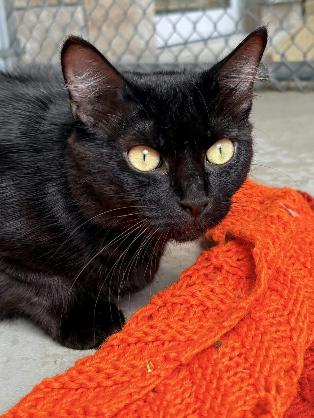 Cheesecake, a 2 years and 4 months old Black Female Domestic Longhair Cat