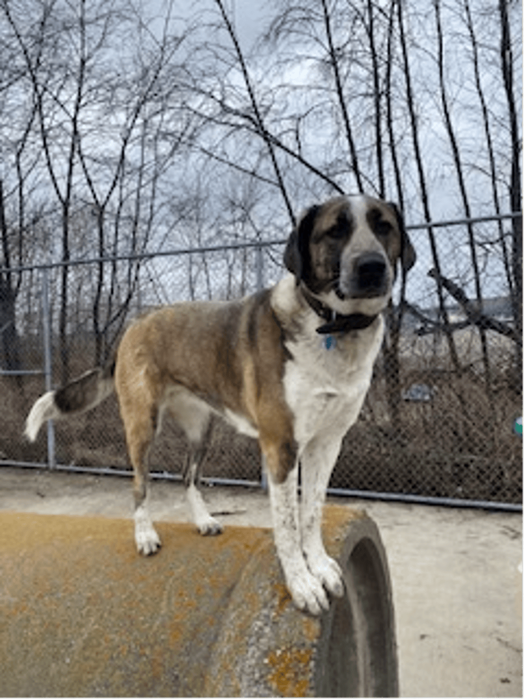 Saint Bernard