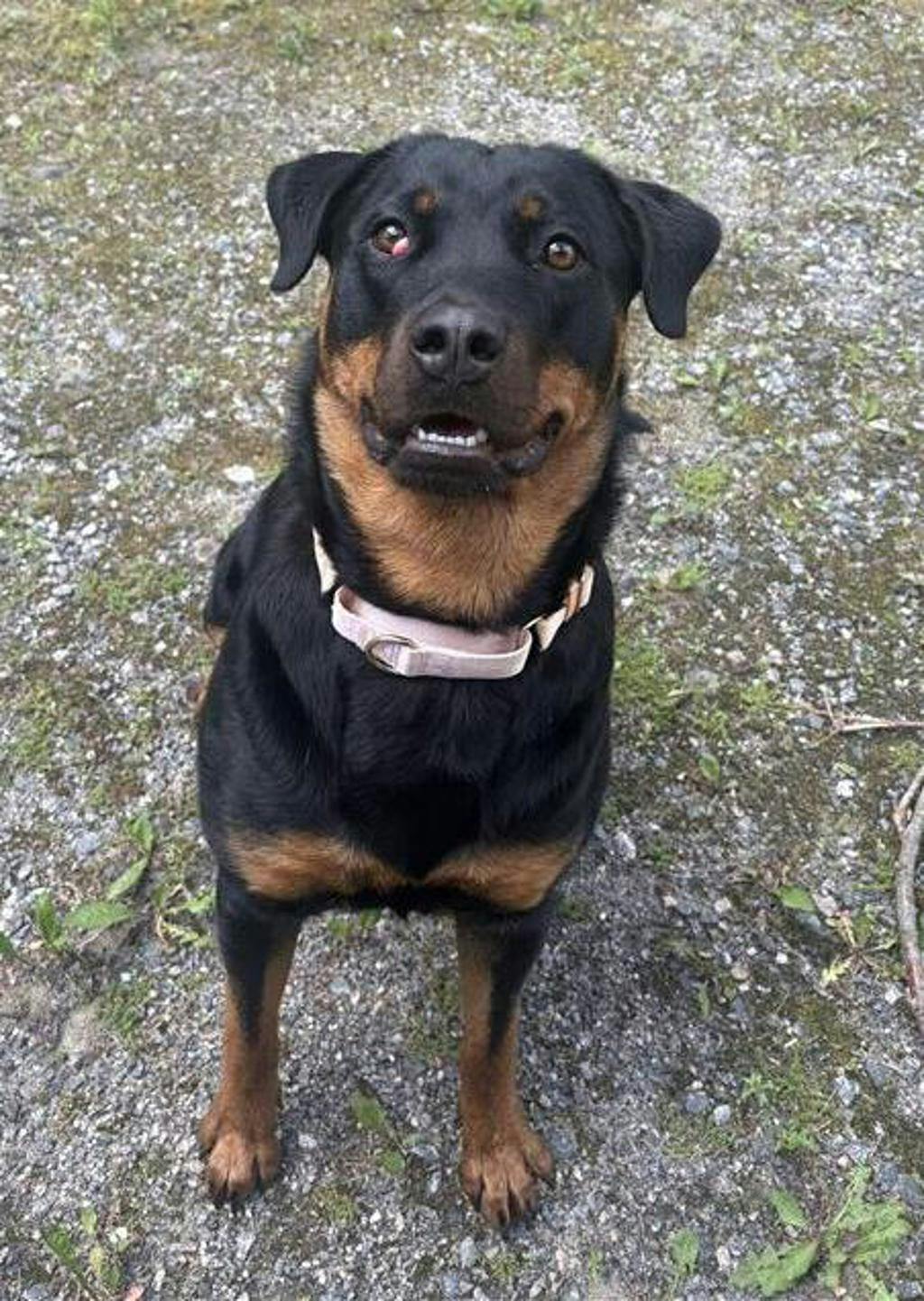 Rottweiler