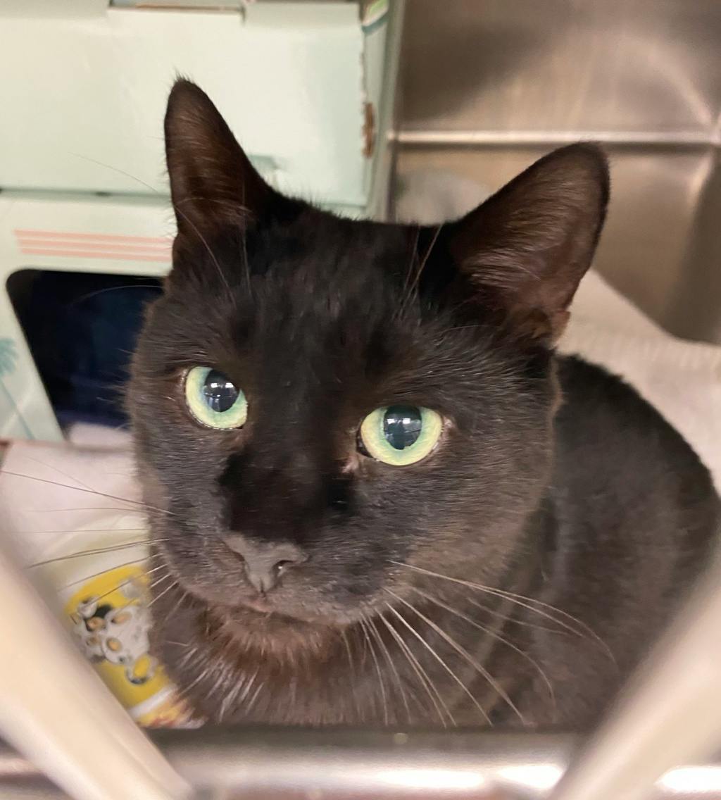 Ant, a 2 years and 3 months old Black Male Domestic Short Hair Cat
