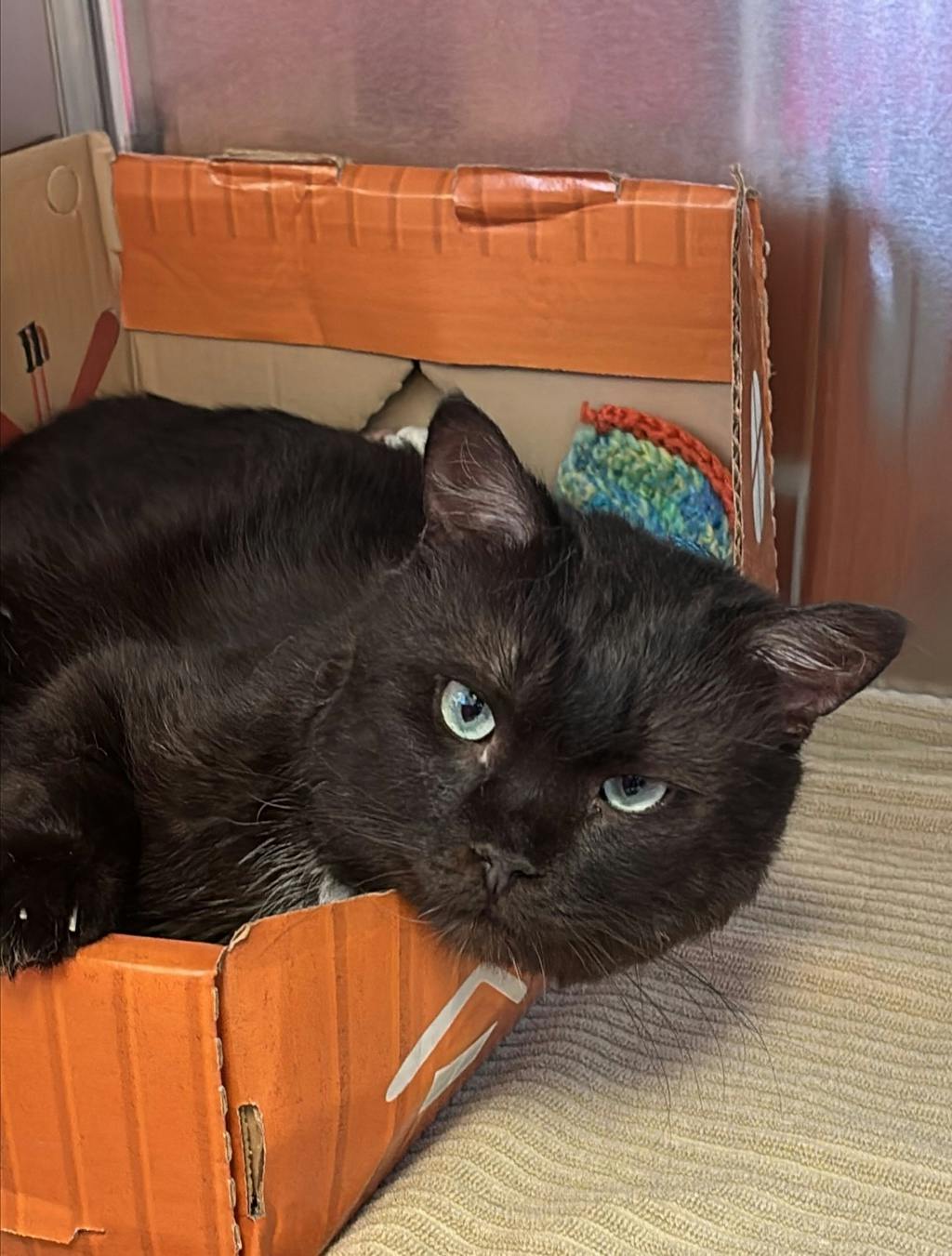 Blackfly, a 3 years and 3 months old Black Male Domestic Short Hair Cat