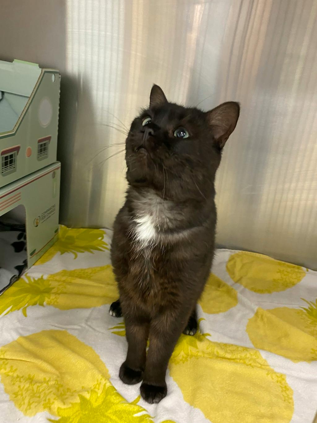 Blackfly, a 3 years and 3 months old Black Male Domestic Short Hair Cat