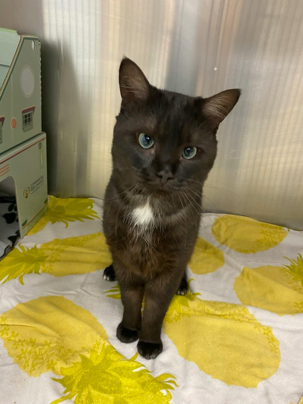 Blackfly, a 3 years and 3 months old Black Male Domestic Short Hair Cat