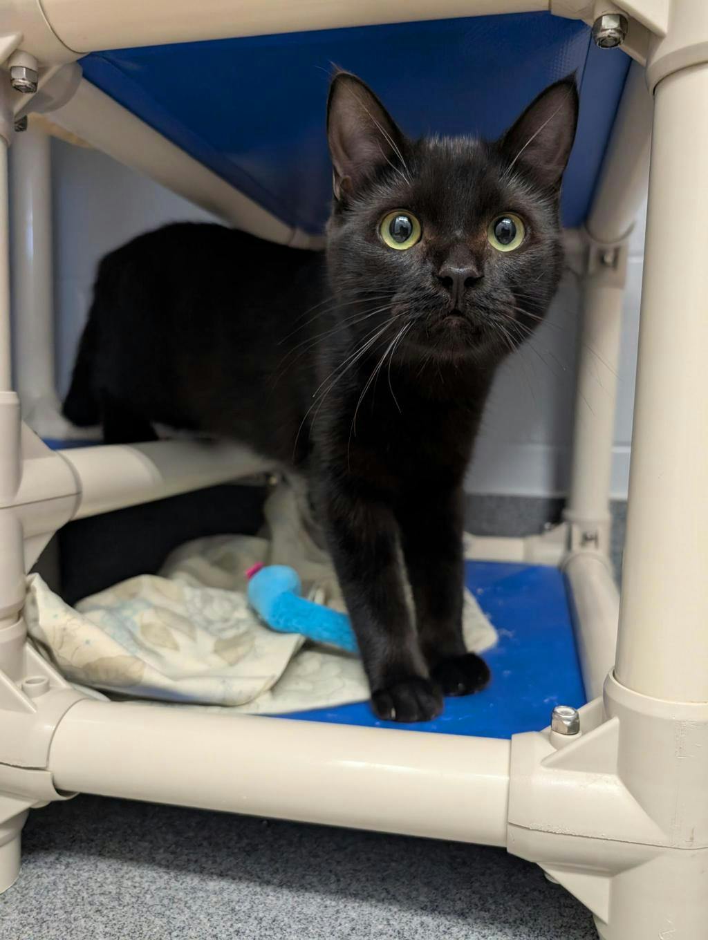 Grasshopper, a 10 months old Black Male Domestic Short Hair Cat
