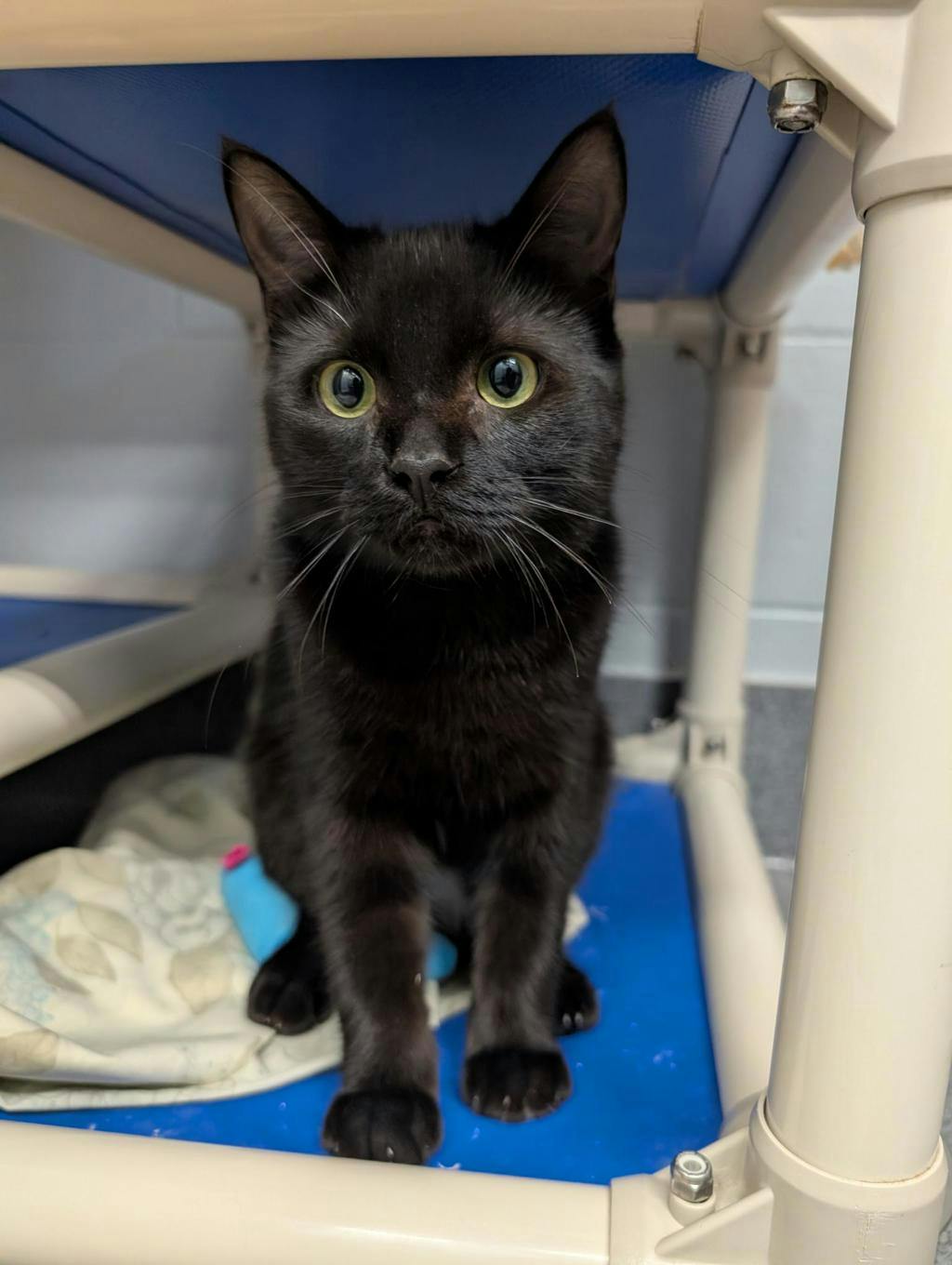 Grasshopper, a 10 months old Black Male Domestic Short Hair Cat