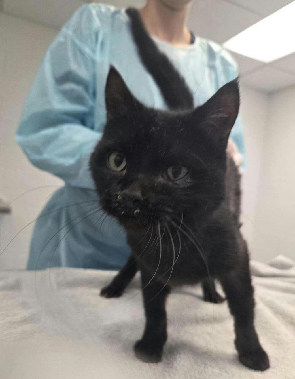 Weevil, a 2 years and 4 months old Black Female Domestic Short Hair Cat