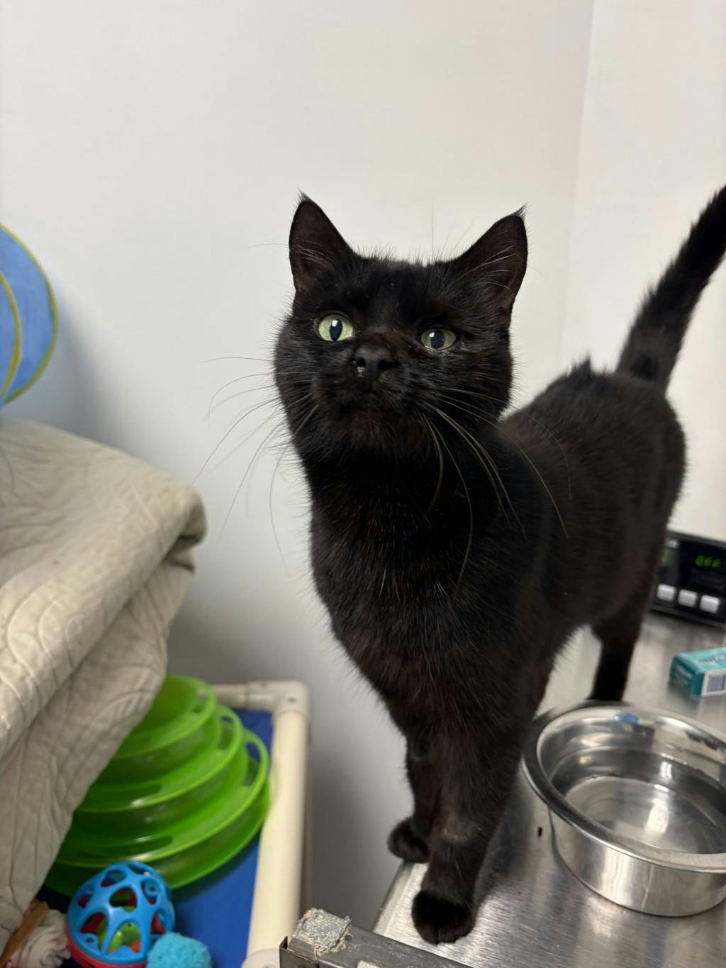 Weevil, a 2 years and 4 months old Black Female Domestic Short Hair Cat