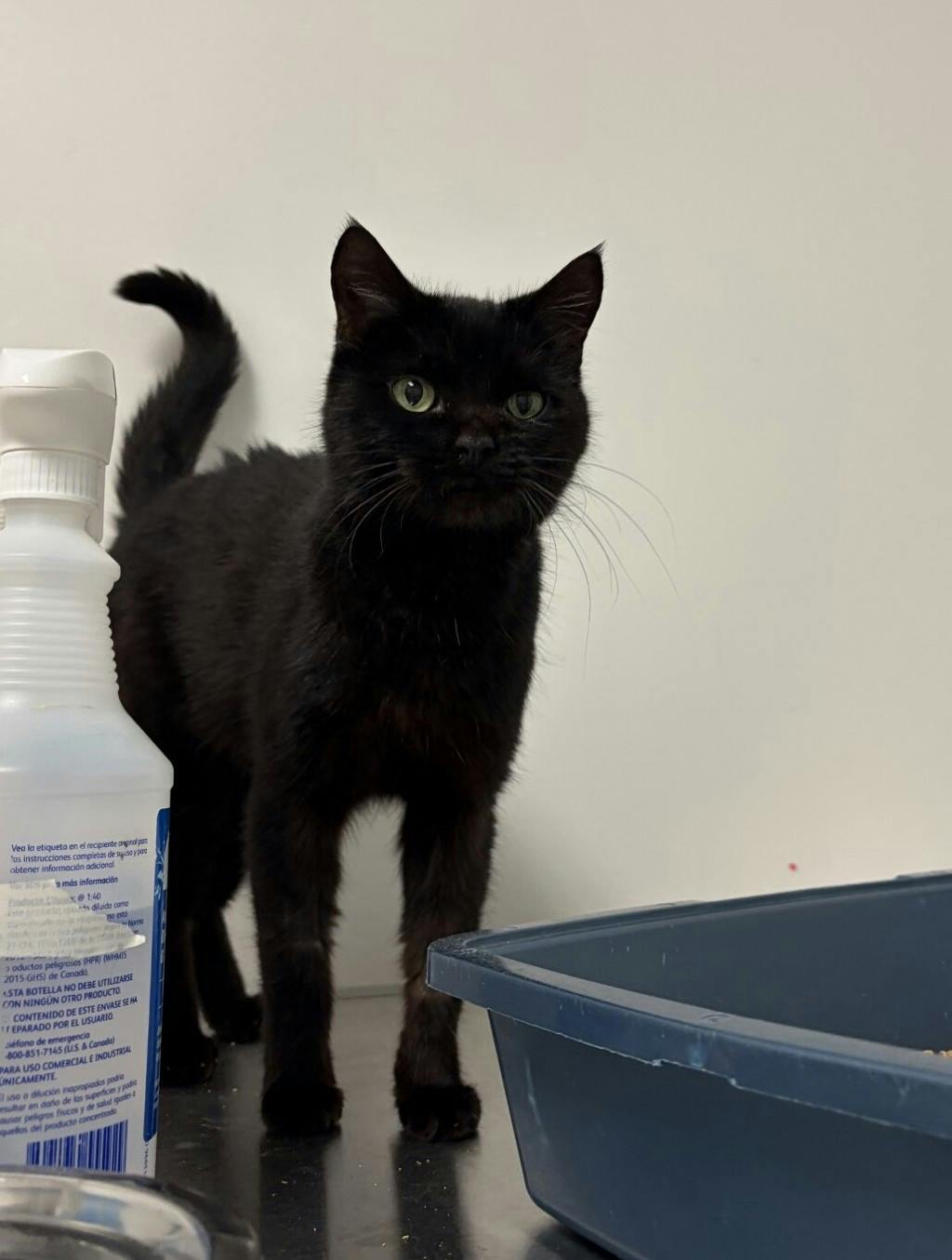 Weevil, a 2 years and 4 months old Black Female Domestic Short Hair Cat