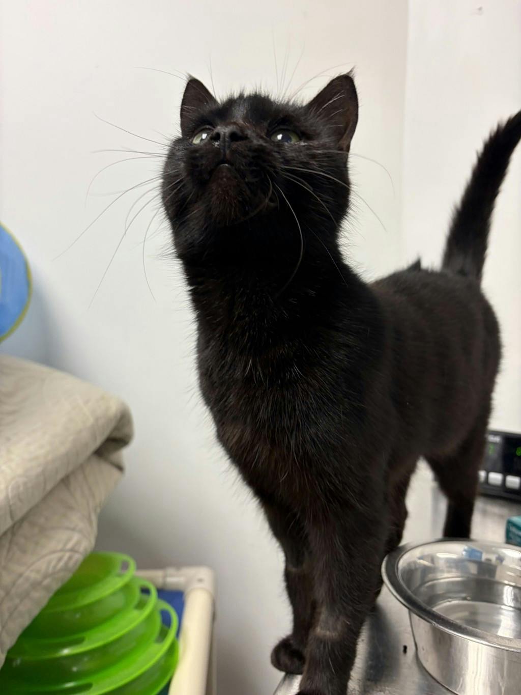 Weevil, a 2 years and 4 months old Black Female Domestic Short Hair Cat