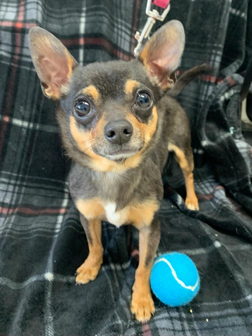 Chihuahua