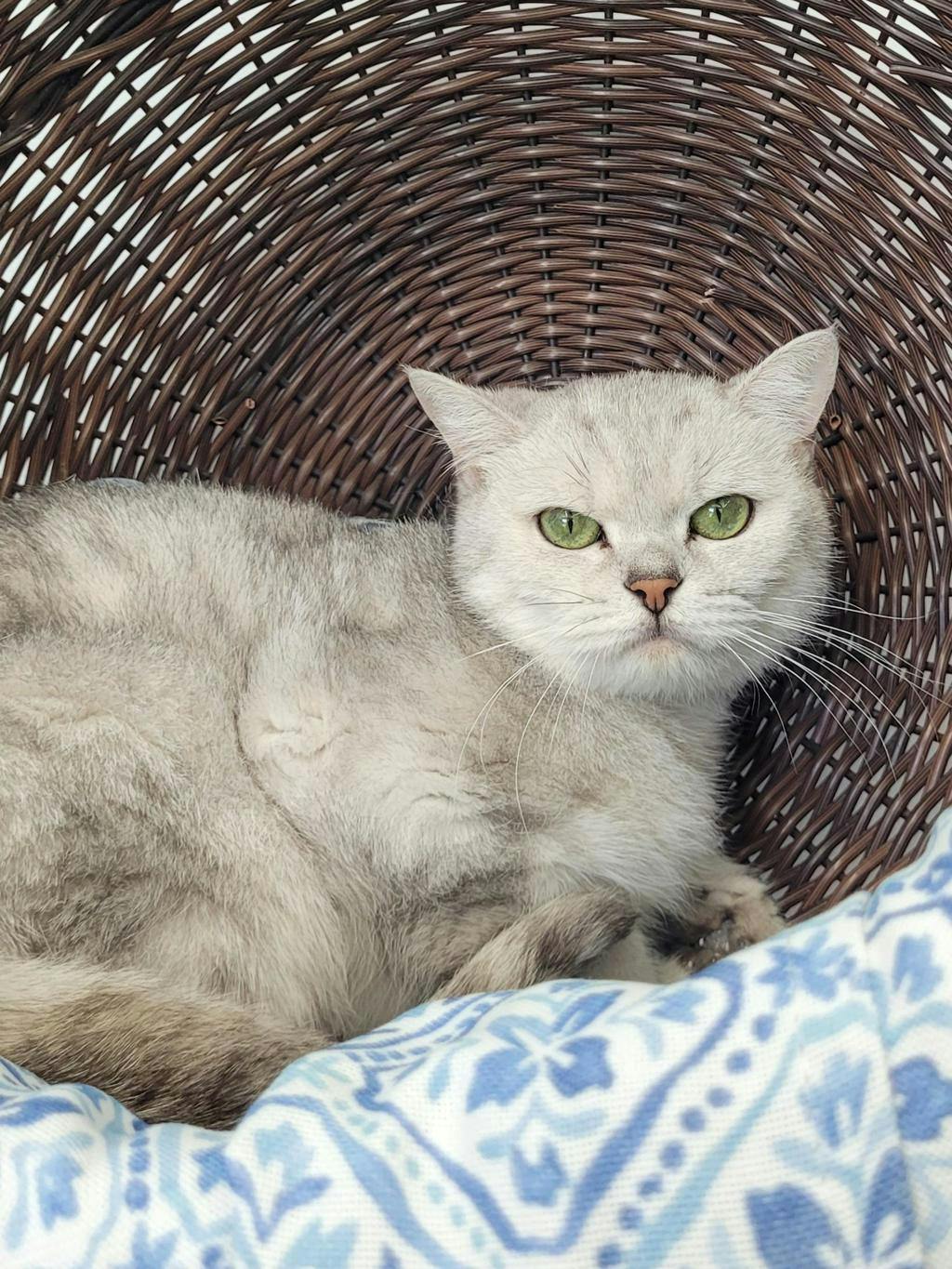 Lady Agatha Danbury Image