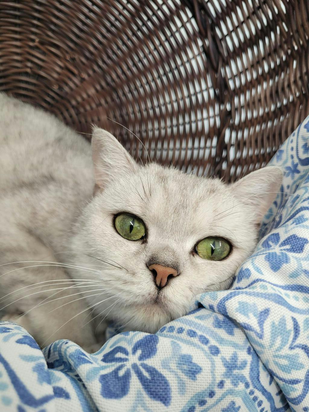 Lady Agatha Danbury Image