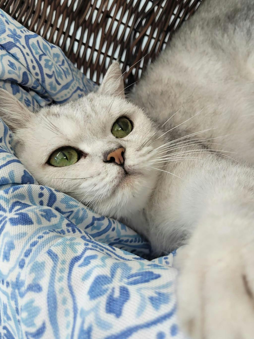 Lady Agatha Danbury Image