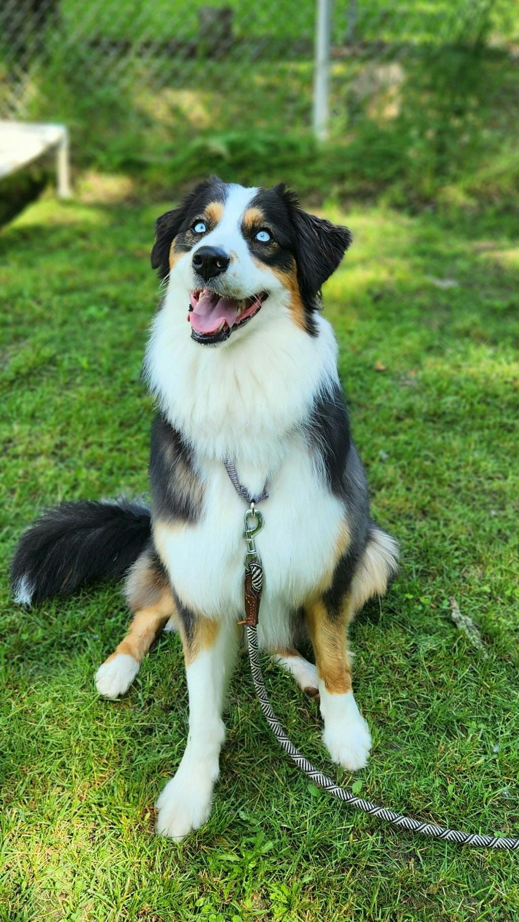 Australian Shepherd
