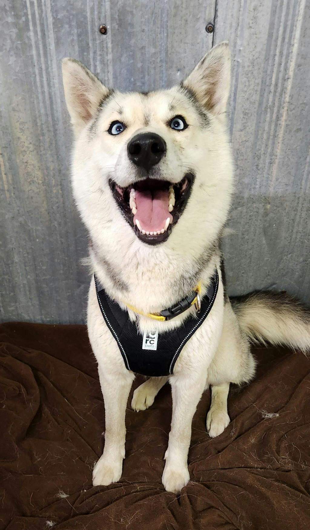 Kaiya Image