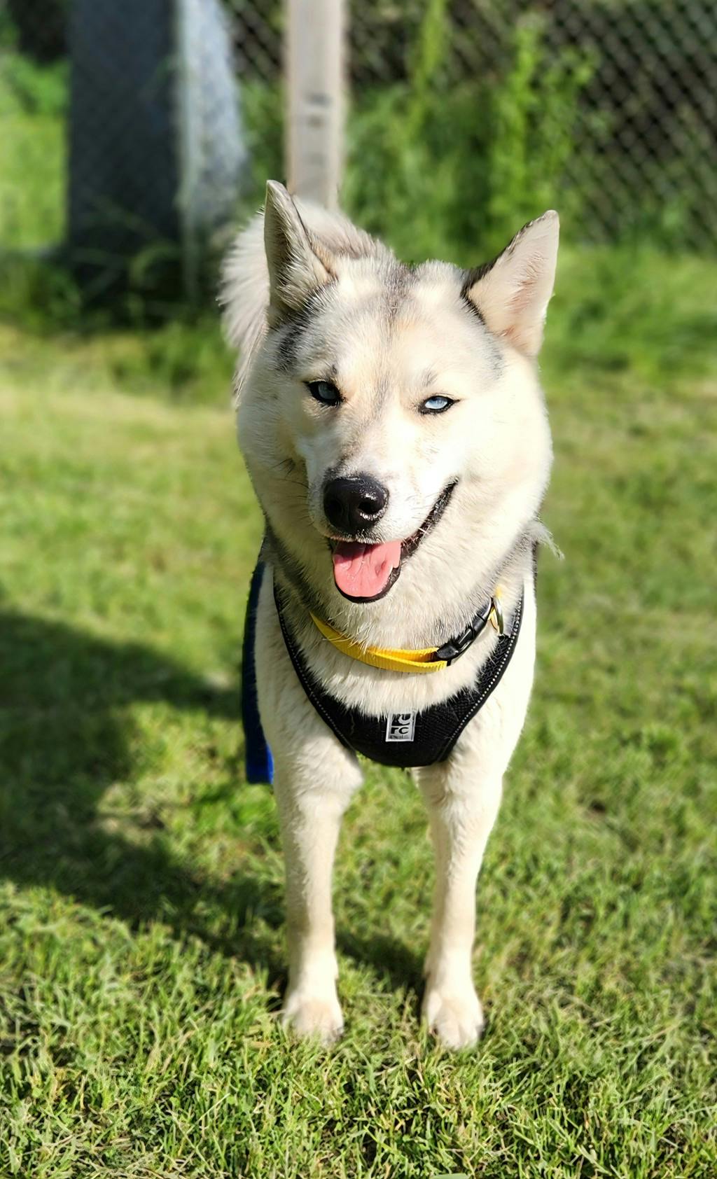 Kaiya Image