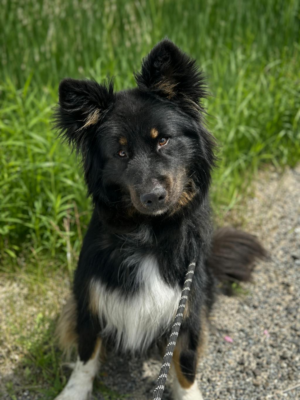 Alaskan Malamute