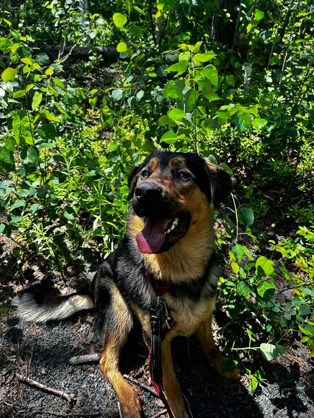 German Shepherd