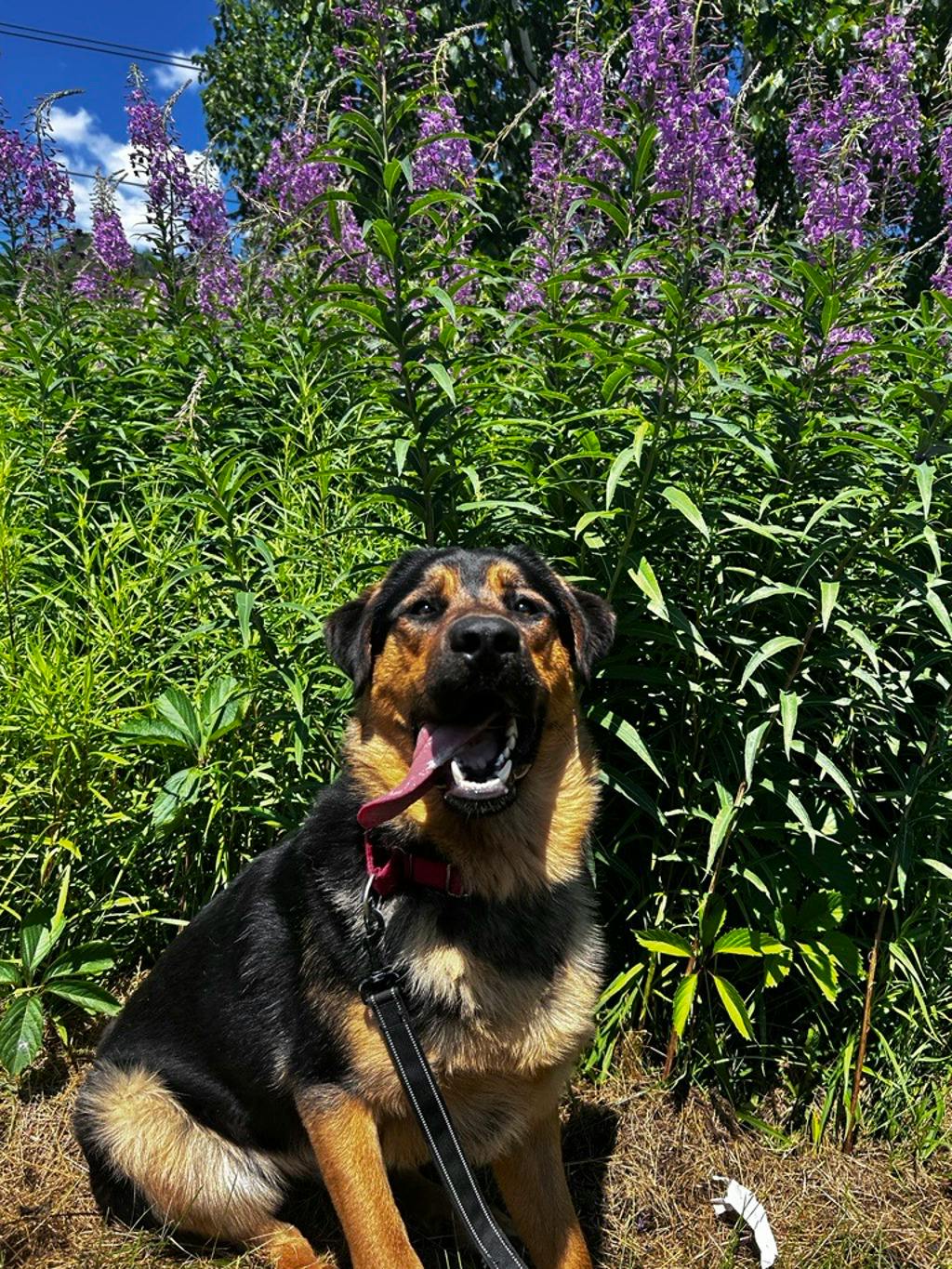 German Shepherd