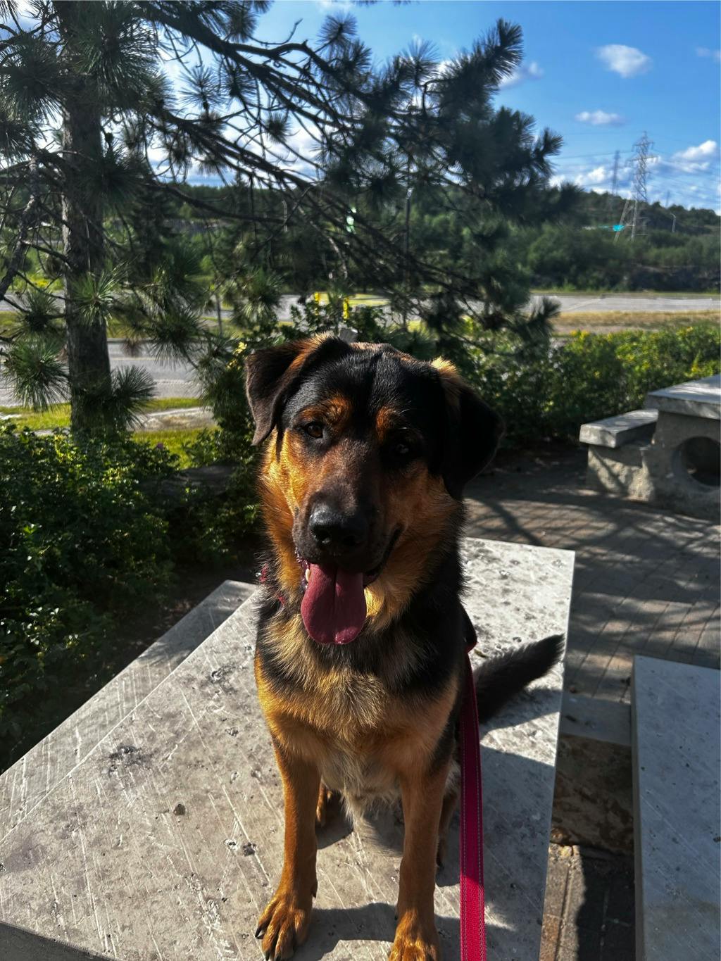 German Shepherd